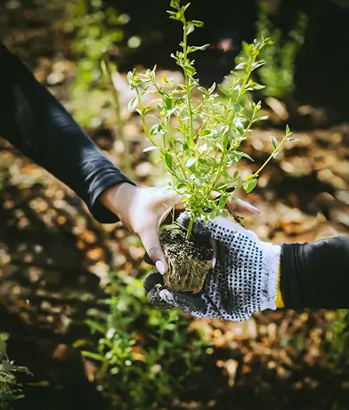 Sapling handover